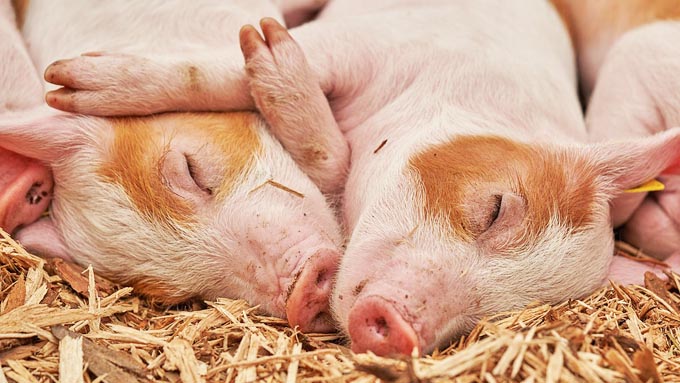 豚は太って見えるけど体脂肪率は高いの？ 低いの？