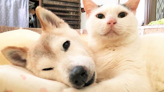 一目惚れした柴犬が認知症に…献身的に支えたネコの愛情