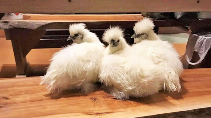 室内で烏骨鶏の放し飼いをスタートさせた夫婦が得た、笑顔の毎日