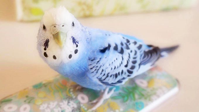 オスなのに産卵!? インコと散歩&避難生活も経験~画家のインコ愛あふれる7年間の物語~