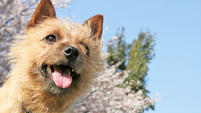 犬に飼い主のストレス症状が伝染!~理由を知れば愛おしさ倍増&納得~