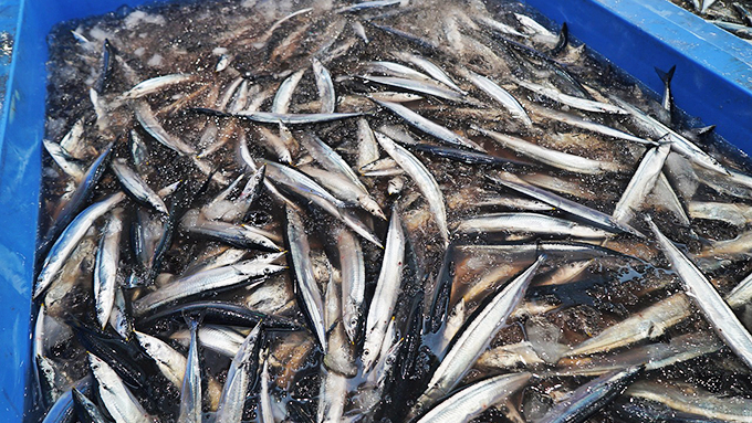サンマ漁獲上限設定を提案~中国でサンマはどう食べられているのか