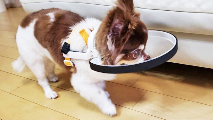 失明した愛犬への後悔を生きている盲目の犬たちの喜びに変えたい! 脱サラ愛犬家の挑戦物語