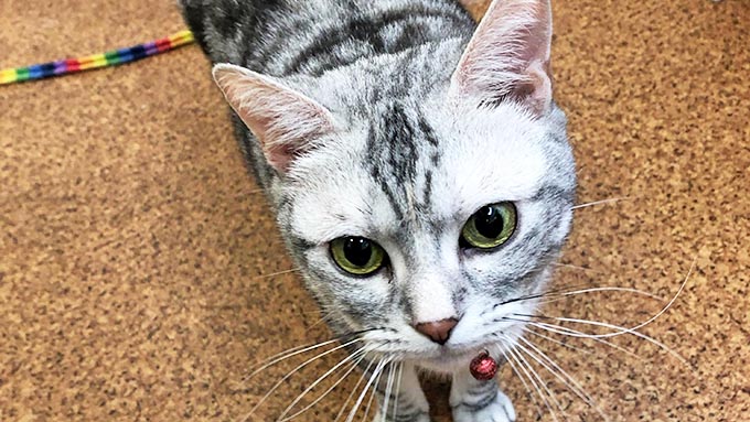 メスなのにオトコ顔~ふてぶてしい保護猫が譲渡先で見せた意外な顔