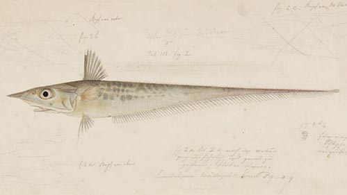 「ねずみ男」に似ているというだけで捨てられていた深海魚「トウジン」の美味しさ