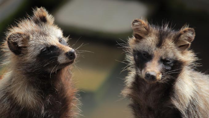 地域猫のエサ場に子ダヌキが! 野生動物を見た小学生の気持ちの変化