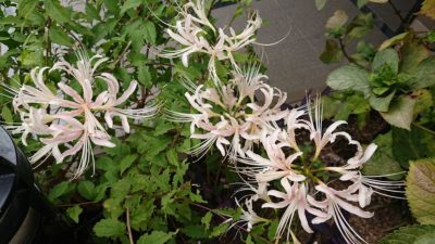 10月10日(木)♪曼殊沙華～