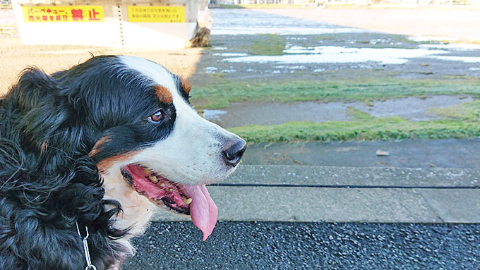 大型犬との同伴避難を誘われて友人宅へ~河川氾濫危険地からの教訓~