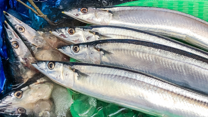 “小顔”のサンマには脂がのってる! おいしい秋の味覚の見分け方