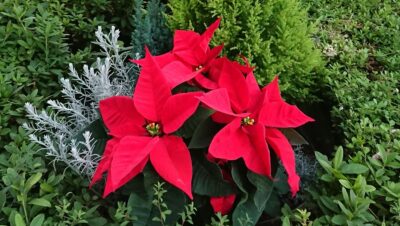 ★小さなクリスマス準備★