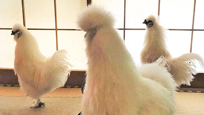 室内放し飼いの烏骨鶏3羽との生活は、ドキドキやワクワクの連続