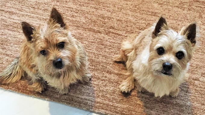 娘犬が母犬を襲う~シニア犬2頭の予想外の変化と対処~