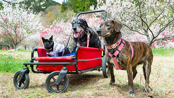 沖縄の野犬に笑顔を~諦めなかったカメラマン家族の物語~