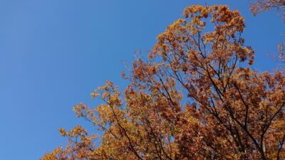 街路樹もすっかり色づいて…