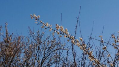 ♪梅は咲いたかぁ～