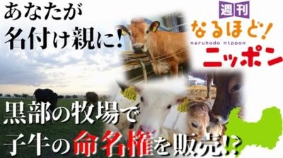 あなたが名付け親に！　黒部の牧場で子牛の命名権を販売!?