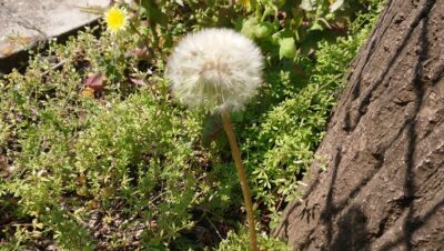 飛び立つ時まで