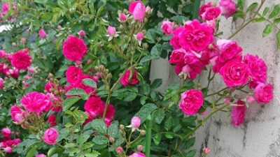 ♪バラが咲いたぁ～