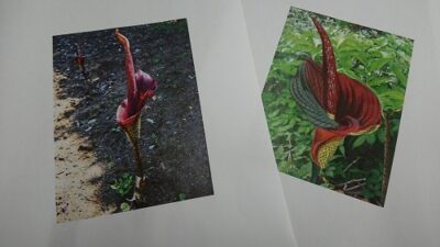 こんにゃくの花
