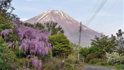 富士と藤