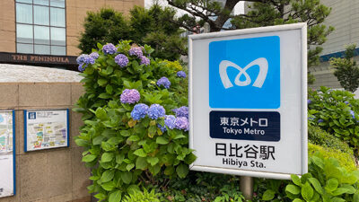紫陽花