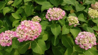 紫陽花日和、いかがお過ごしですか？