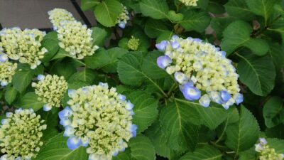 紫陽花の季節、到来！