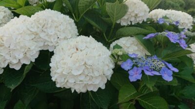 雨の日曜日、愛に包まれて放送できましたm(__)m