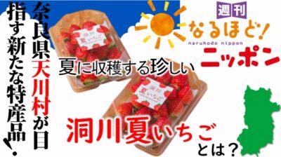 奈良県天川村が目指す新たな特産品！ 夏に収穫する珍しい『洞川夏いちご』とは？