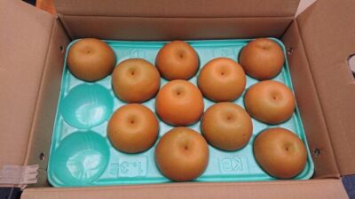 8月23日のプレゼントは「千葉の梨・豊水」です?
