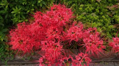 今年もあと、3か月(+_+)