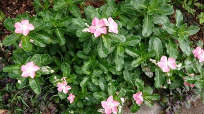 お宅のあたりは、いかがですか?