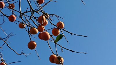 暦の上では、冬