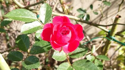 冬だけど、花一輪?