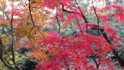 12月に紅葉狩り