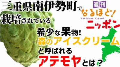 三重県南伊勢町で栽培されている希少な果物！ 森のアイスクリームと呼ばれる『アテモヤ』とは？