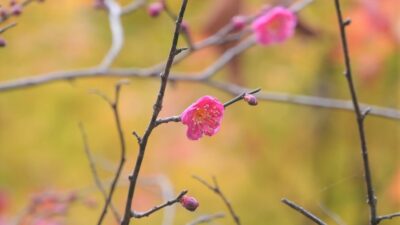 雪ときどき梅