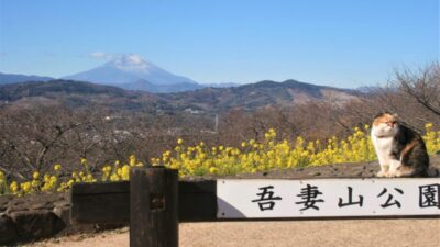 Twitterで公開中