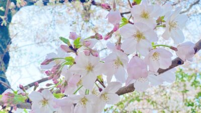 あっという間に1年！