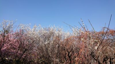 梅、満開?