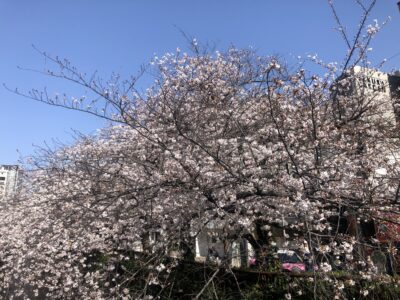 桜の名所・目黒川