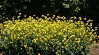 『春だから、笑顔とみどりのこの1曲♪』
