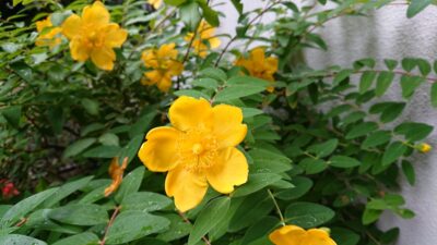 雨上がり、キレイ