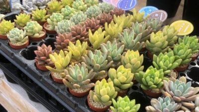 2021年5月4日（火）街角ステーション～噂を求めてどこまでも