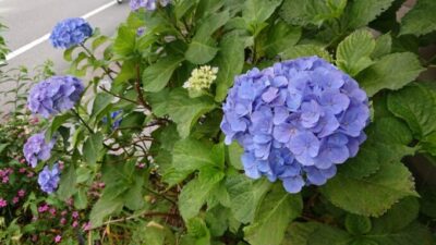 6月最後の日曜日