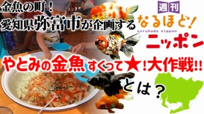 金魚の町！愛知県弥富市が企画する『やとみの金魚 すくって★！大作戦!!』とは？
