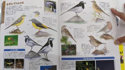 セキレイ