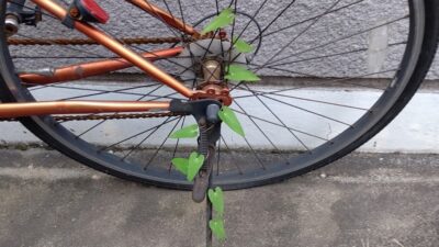 朝顔に、つるべ取られて(@_@)