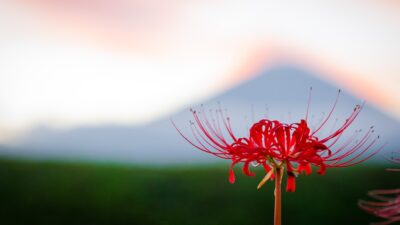 忘れておりました