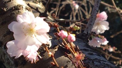 冬桜?
